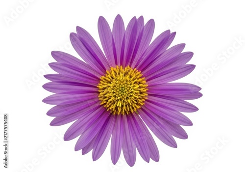 Beautiful purple daisy flower with yellow center