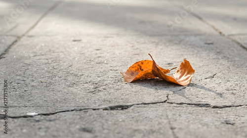 Autumn is coming the concrete surface and the leafs