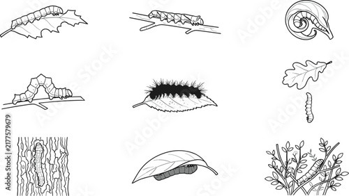 Caterpillar Insect Behavioral Stages Vector Icon Collection Featuring Inchworm Crawling Larva Spiky Caterpillar Cocoon and Camouflaged Tree Bark Drawings for Biology