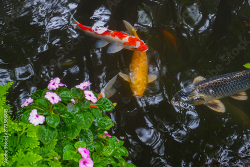 Foto Colorful fancy carp fish (koi fish) in a garden pond in Japan,nishikigoi or orange carp