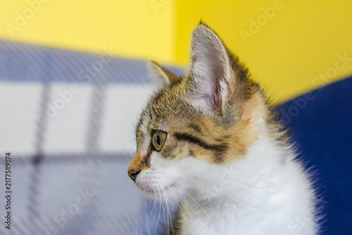 Warsaw, Poland,May 15, 2026. Close-up profile portrait of a young striped kitten looking to the side in Warsaw. High quality photograph