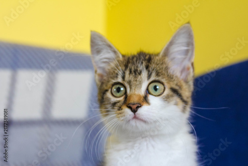 Warsaw, Poland,May 15, 2026. Close-up portrait of a small domestic cat looking into the lens in Warsaw. High quality photograph