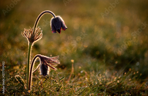 Obraz na plátně Backlit purple pasqueflowers blooming in a dewy meadow at sunrise