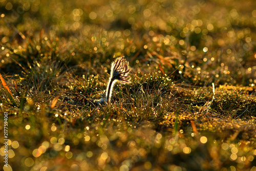 Bild auf Leinwand Macro of a backlit pasqueflower (Pulsatilla) sparkling in the golden morning dew