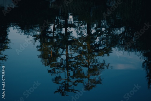 Konstfotografi moody reflection of trees in water