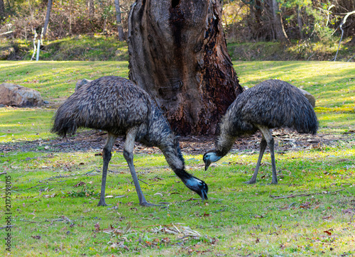 фотографія Emus