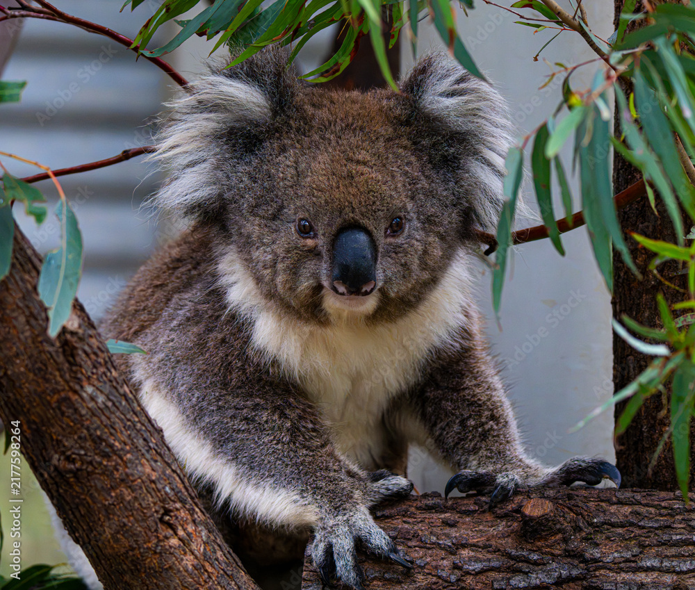 Fototapeta premium Koala