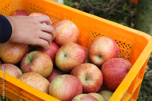 apple, fruit, berry, plant, food