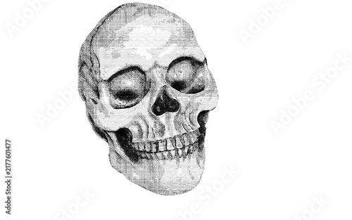 Realistic Human Skull Hand Drawn Pencil Sketch Illustration on White Background for Halloween and Anatomy Design
