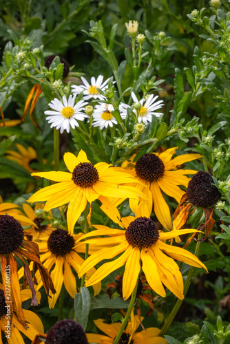 Flowers in a herbaceous border in September in England