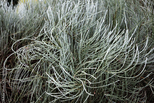 twisting spiny leaves of a plant in an English garden in September