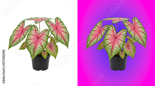 Photography A potted caladium plant with large, heart-shaped leaves in shades of pink, green