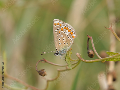 Fotografía Isolated ventral macro close-up of a female European common blue (Polyommatus Icarus) perched on field bindweed (convolculus arvensis) in a field in August