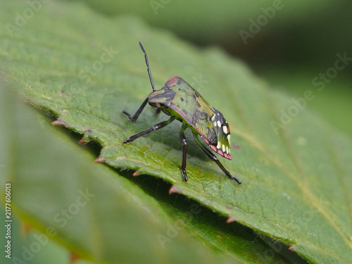 Isolated macro close-up of the fifth instar nymph of the invasive southern green stink bug (nezara viridula) on a leaf of a rubus fructicosus in August. Bonn, Germany.