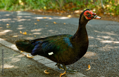 Canvastavla A Muscovy duck posing close-up. Peak District. England