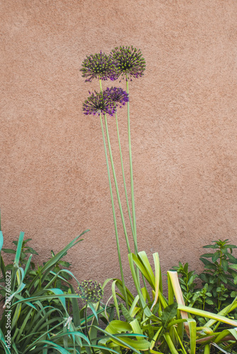 Purple flowers grow on the side of an adobe building in Taos, New Mexico