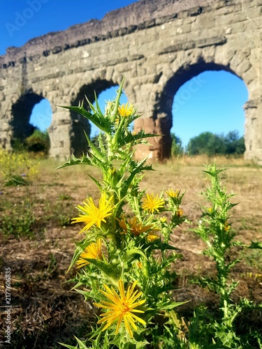 Vibrant Thistle Flowers Ancient Roman Aqueduct