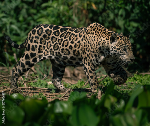 jaguar walking in the wetlands