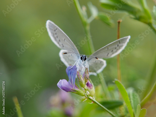Isolated frontal selective focus macro close-up of a European common blue (Polyommatus Icarus) perched on Lucerne (or alfalfa) (Medicago sativa L.) in August. Bonn, Germany.