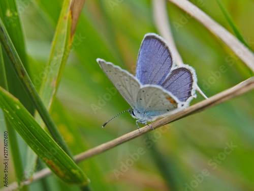 Isolated macro close-up from behind of a male European common blue (Polyommatus Icarus) perched downwards with its wings slightly open on straw in a field in August. Bonn, Germany.