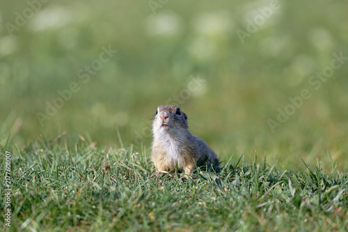 Cuadro en lienzo Curious ground squirrel peeking out from lush green grass on a sunny day