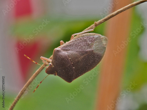 Isolated macro close-up of a common green shield bug (palomena prasina) in its brown winter form on a plant stem in Bonn, Germany, August.
