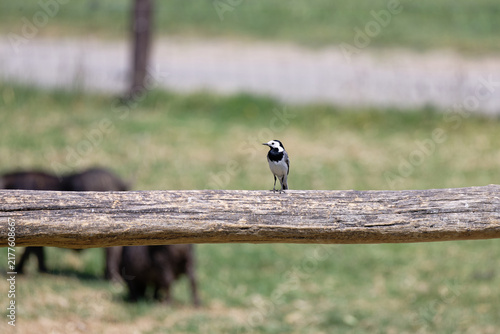 Fotografie White wagtail perched on a log in a serene natural setting