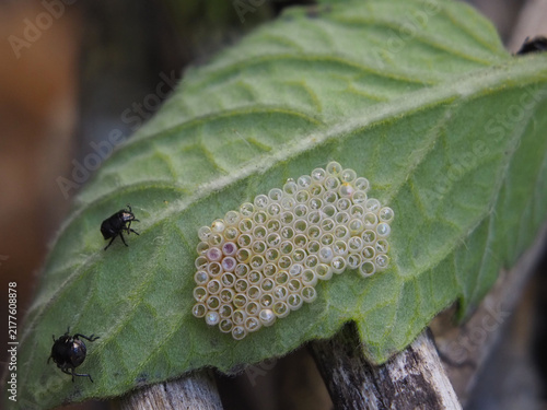 Close-up of two second-instar nymph of the invasive southern green shield bug (nezara viridula) next to empty eggs on the underside of tomato leaf. Bonn, Germany in August.