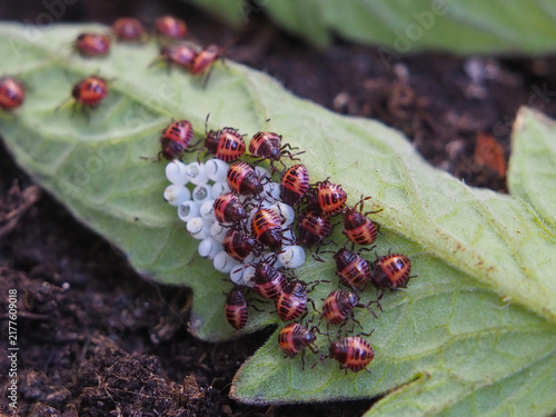 Isolated macro close-up of multiple first -instar nymphs of the brown marmorated stink bug (halyomorpha halys) and eggs on the underside of the leaves of a tomato plant. Bonn, Germany, August.