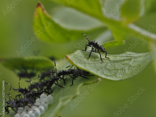 Isolated macro close-up of multiple third -instar nymphs of the brown marmorated stink bug (halyomorpha halys) and eggs on the underside of the leaves of a tomato plant. Bonn, Germany, August.