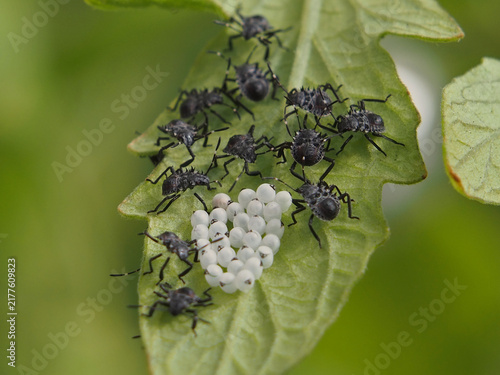 Isolated macro close-up of multiple third -instar nymphs of the brown marmorated stink bug (halyomorpha halys) and eggs on the underside of the leaves of a tomato plant. Bonn, Germany, August.