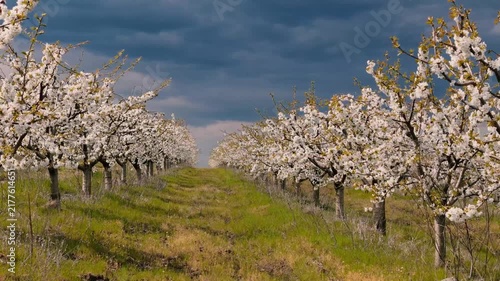 Blooming Orchard Under Cloudy Sky