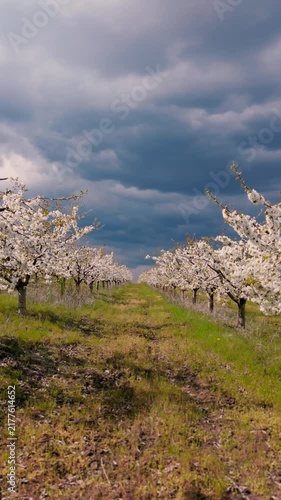 Blooming Orchard Under Stormy Sky in A rural with rows of trees