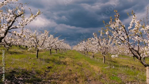 Blooming Orchard Under Dramatic Sky