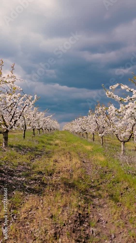 Blooming Orchard Under Dramatic Sky in Rural showing Still