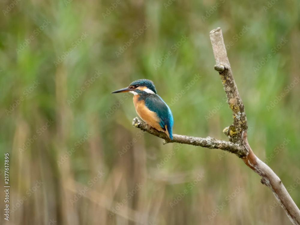 Obraz premium Common Kingfisher Perched in Wetland Habitat