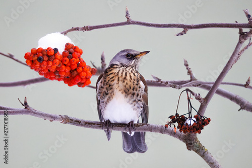 Obraz na płótnie A close-up of an adult fieldfare (Turdus pilaris) perched on a  rowan tree branch with red berries, on a cold winter day against a light green background