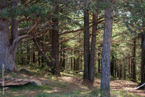 Obraz na płótnie Sunlit pine forest with rustic trail through tall trees