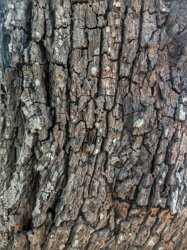Close up of rough tree bark texture.