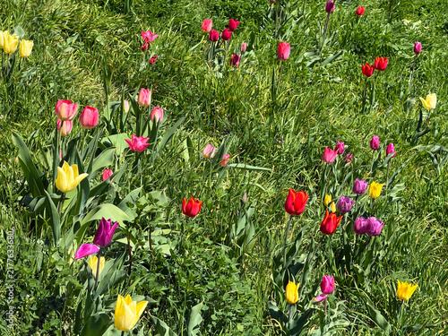 Colorful tulips flowers in field grass