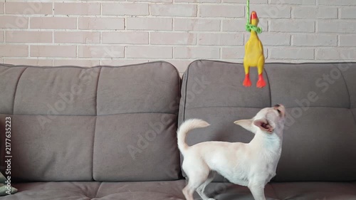 Dog plays with toy on couch in living room during the day