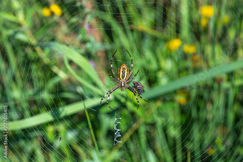 Foto spider on the web