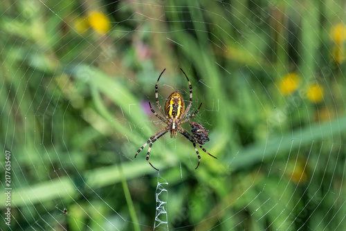 Cuadro en lienzo spider on web