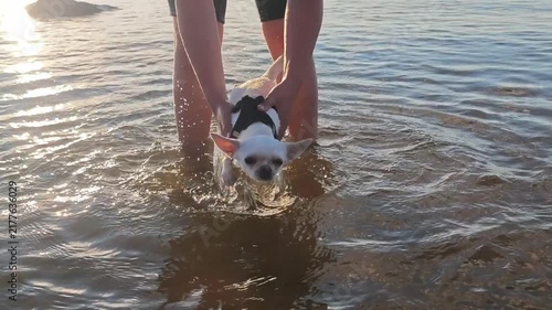 Chihuahua swims in lake while being held by owner on sunny day