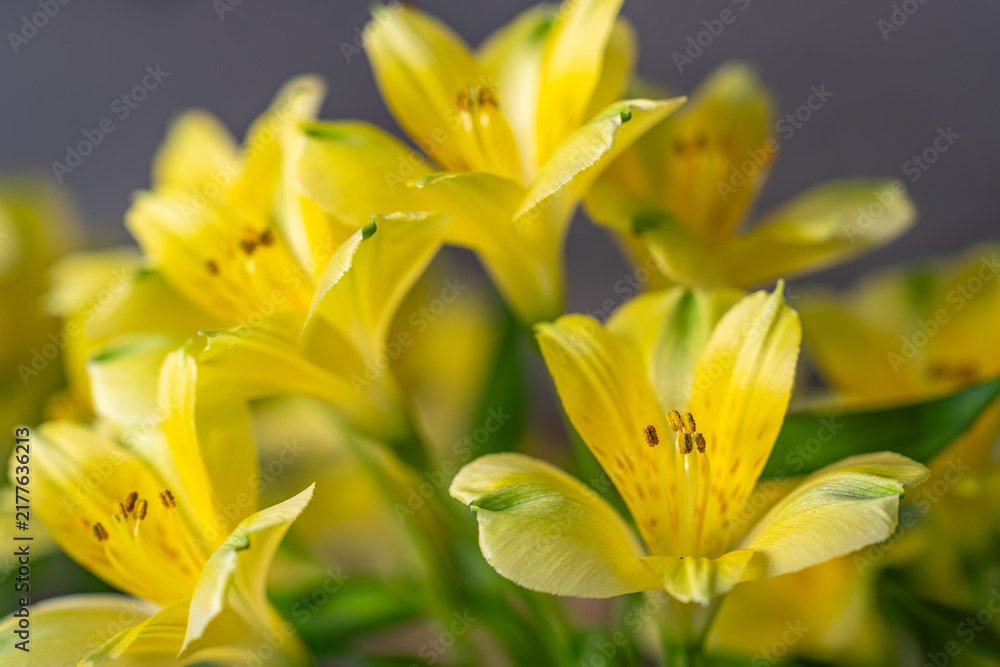 Obraz premium Close-up of vibrant yellow alstroemeria flowers with soft focus background