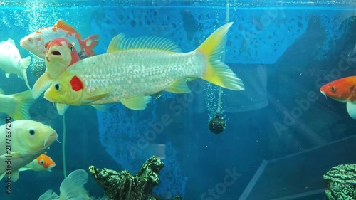 Koi fish swim in clear water at an aquarium with colorful surroundings