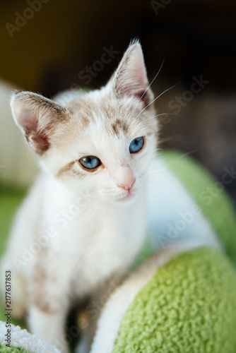 Portrait of a Lyxx Point Kitten with Pink Nose