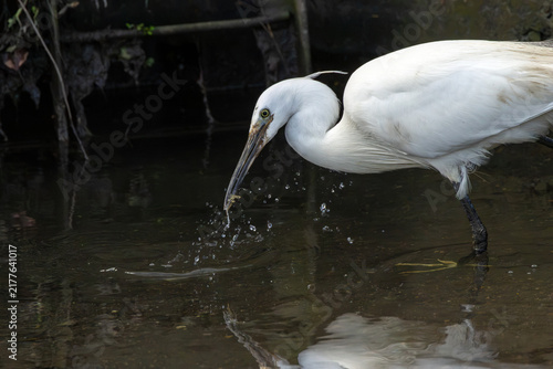 Photography Adult little egret catching prey in a splash