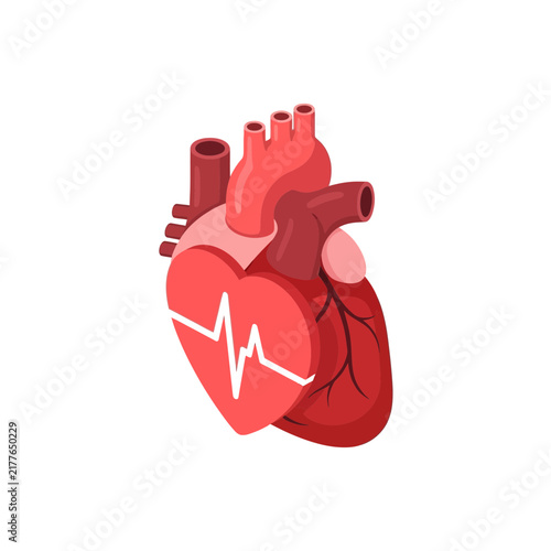 Human anatomical heart illustration with heartbeat line.