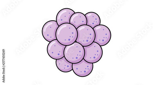 Small group of purple cocci bacteria cells.